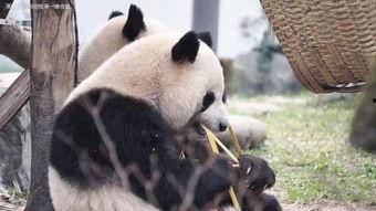 国产zoo,探索我国动物园的创新与发展